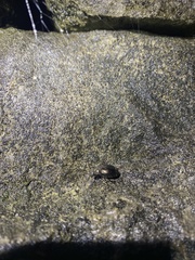 Meracantha contracta