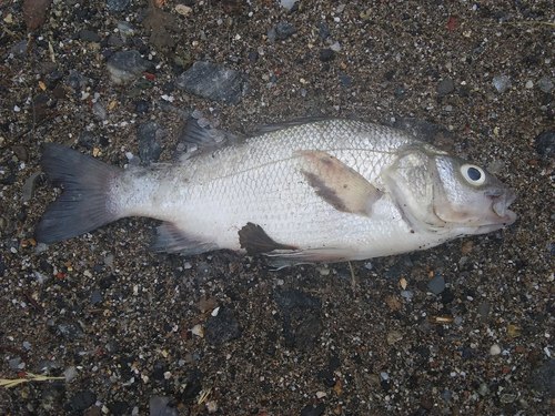 Morone americana