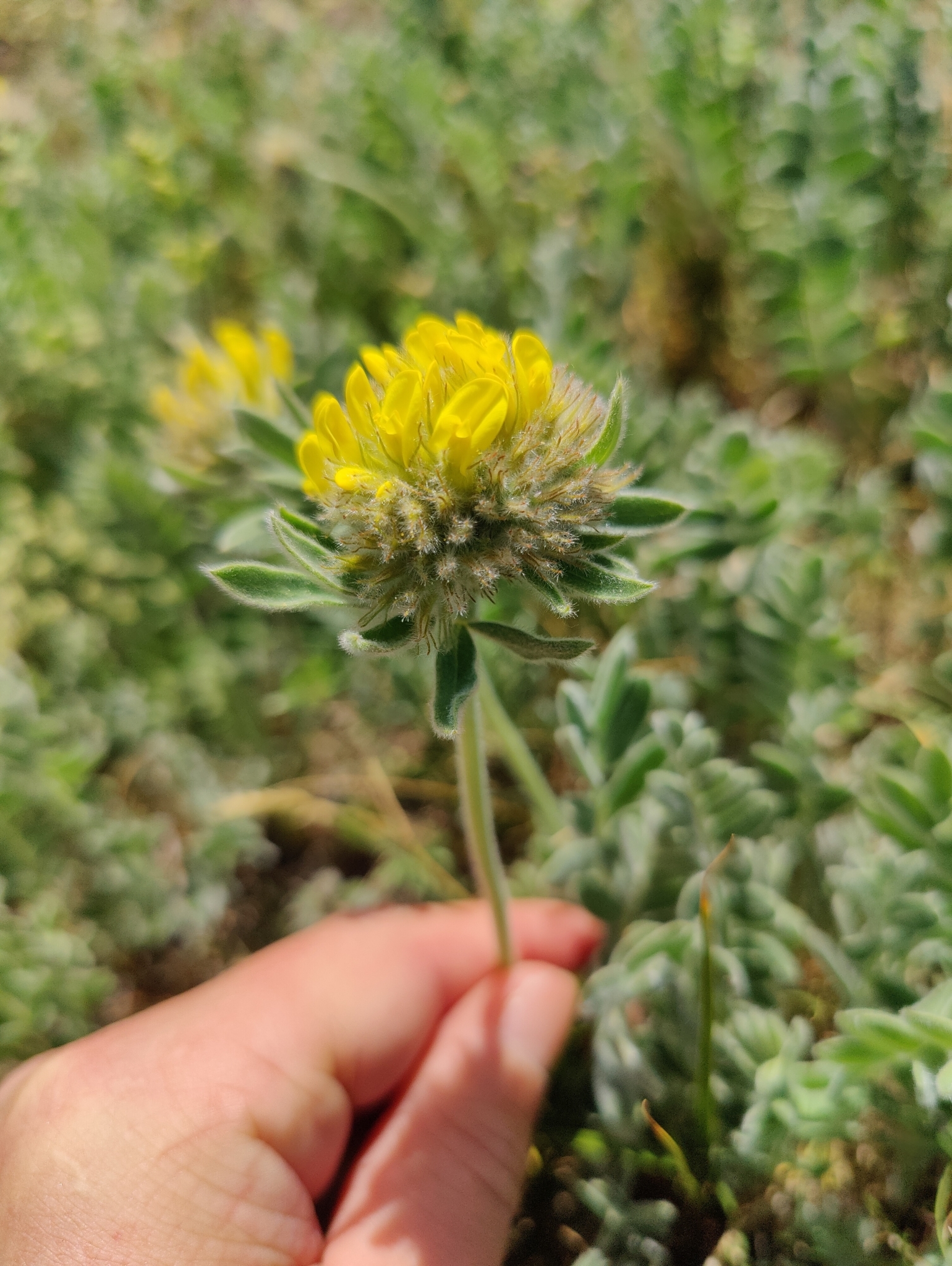 Anthyllis aurea