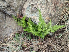 Asplenium cuneifolium