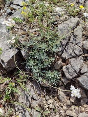 Achillea