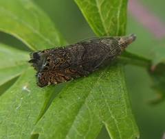 Dichrorampha simpliciana