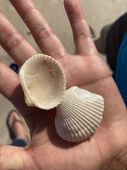Anadara brasiliana