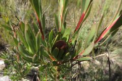 Leucadendron loeriense