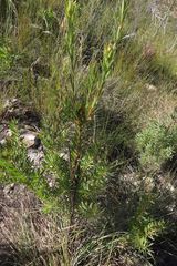 Leucadendron loeriense