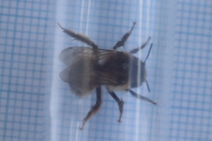 Anthophora
