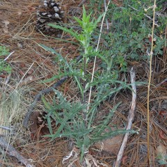 Cirsium wheeleri