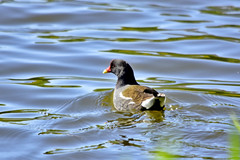 Gallinula chloropus