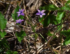 Campanula lusitanica