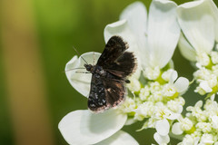 Heliothela wulfeniana