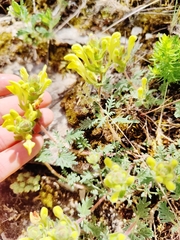 Scutellaria orientalis