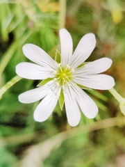 Rabelera holostea