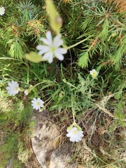 Rabelera holostea