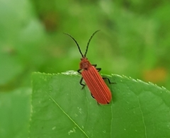 Lopheros rubens