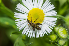 Oedemera flavipes