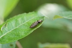 Prosternon tessellatum