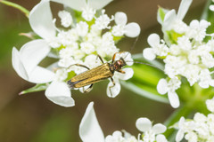 Oedemera flavipes