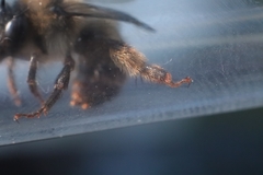 Anthophora