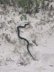 Nerodia sipedon williamengelsi