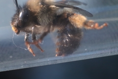 Anthophora
