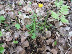 Ranunculus monophyllus