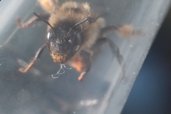Anthophora