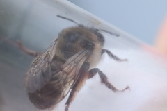 Anthophora