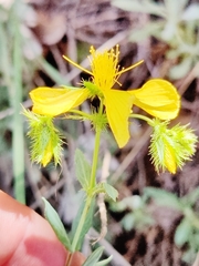 Hypericum