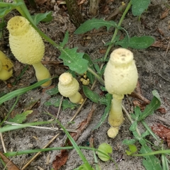 Leucocoprinus birnbaumii image