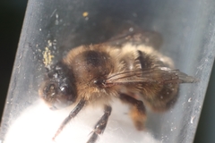Anthophora