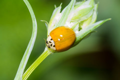 Harmonia axyridis