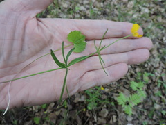Ranunculus monophyllus