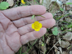 Ranunculus monophyllus