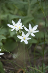 Ornithogalum comosum