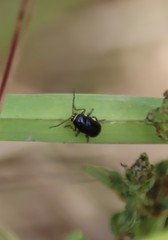 Cryptocephalus moraei