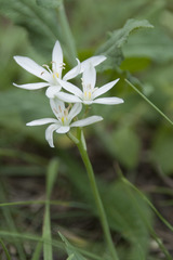 Ornithogalum comosum