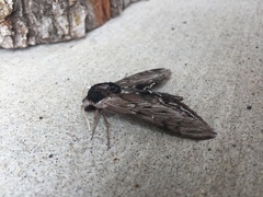 Sphinx gordius