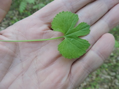 Ranunculus monophyllus