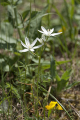 Ornithogalum comosum