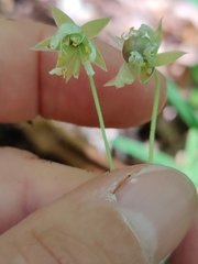 Rabelera holostea