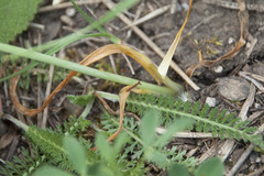Ornithogalum comosum