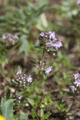 Thymus odoratissimus