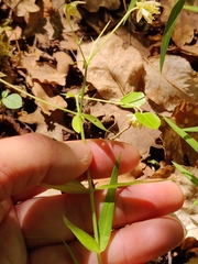 Rabelera holostea