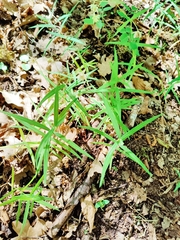 Rabelera holostea