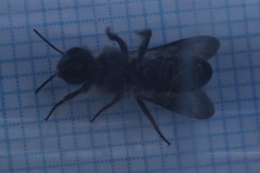 Chelostoma rapunculi