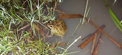 Sclerophrys pusilla