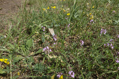 Thymus odoratissimus