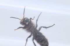 Chelostoma rapunculi