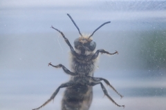 Chelostoma rapunculi