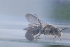 Chelostoma rapunculi